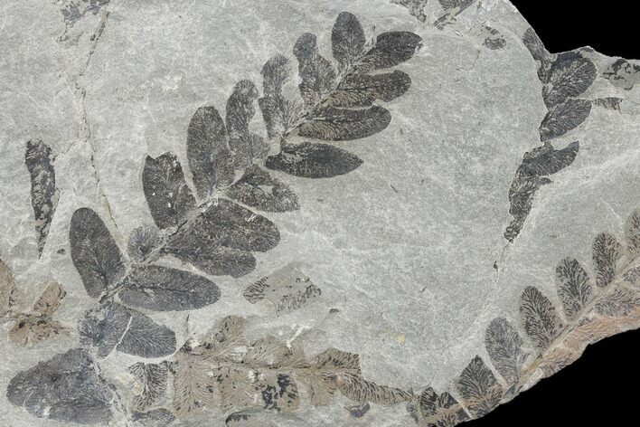 Pennsylvanian Fossil Fern (Neuropteris) Plate - Kentucky #176761